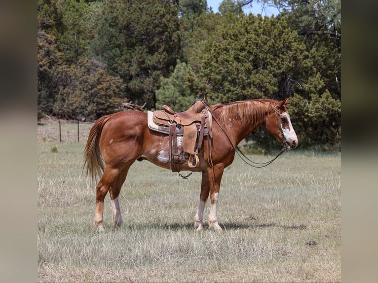 American Quarter Horse Ruin 14 Jaar Roan-Red in Cottonwood AZ