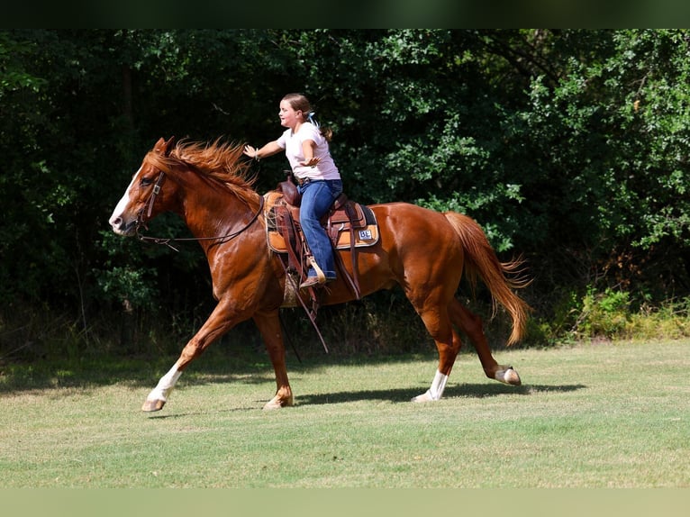American Quarter Horse Ruin 14 Jaar Roodvos in Terrell