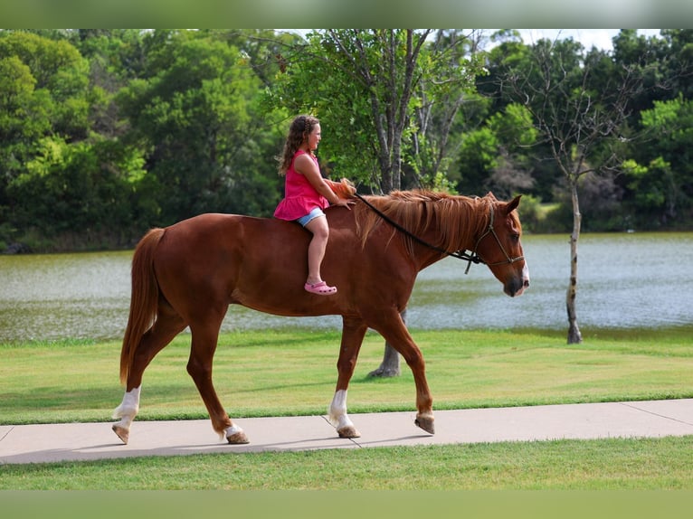 American Quarter Horse Ruin 14 Jaar Roodvos in Terrell