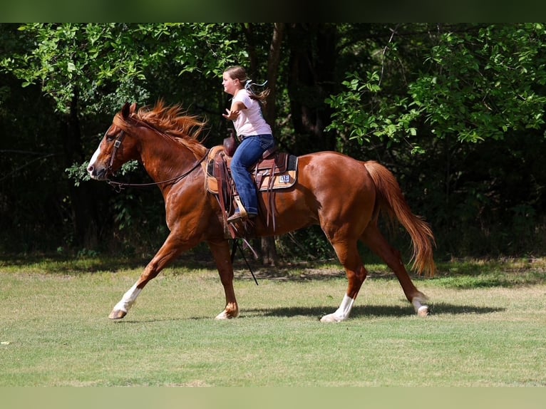 American Quarter Horse Ruin 14 Jaar Roodvos in Terrell