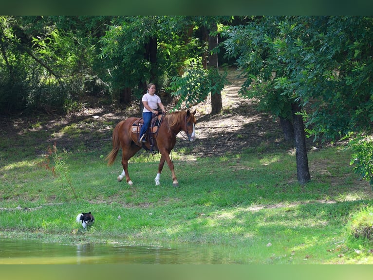 American Quarter Horse Ruin 14 Jaar Roodvos in Terrell
