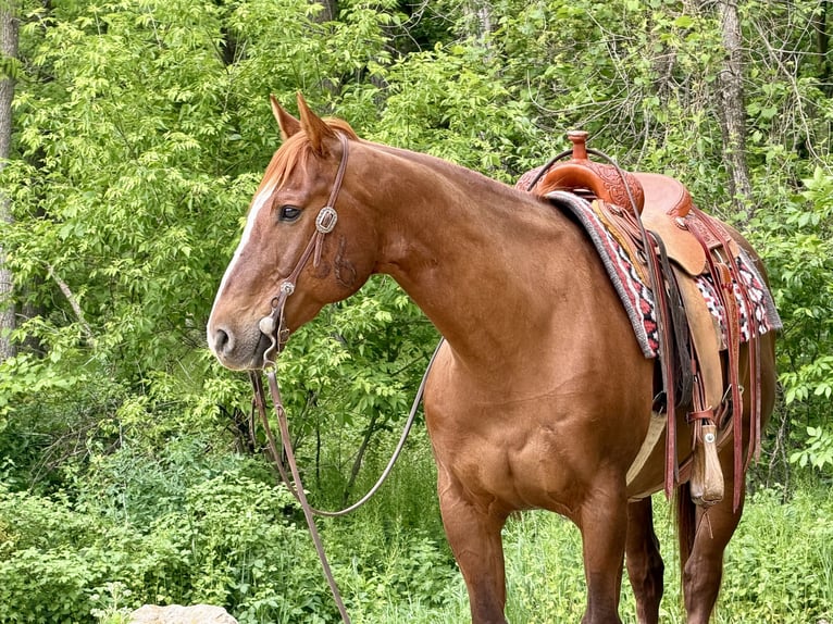 American Quarter Horse Ruin 14 Jaar Roodvos in Cannon Falls