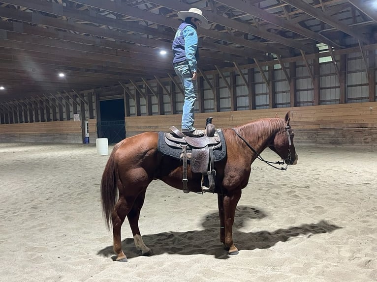 American Quarter Horse Ruin 14 Jaar Roodvos in Shippensburg