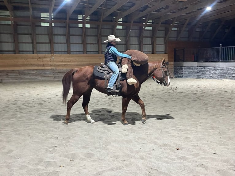 American Quarter Horse Ruin 14 Jaar Roodvos in Shippensburg