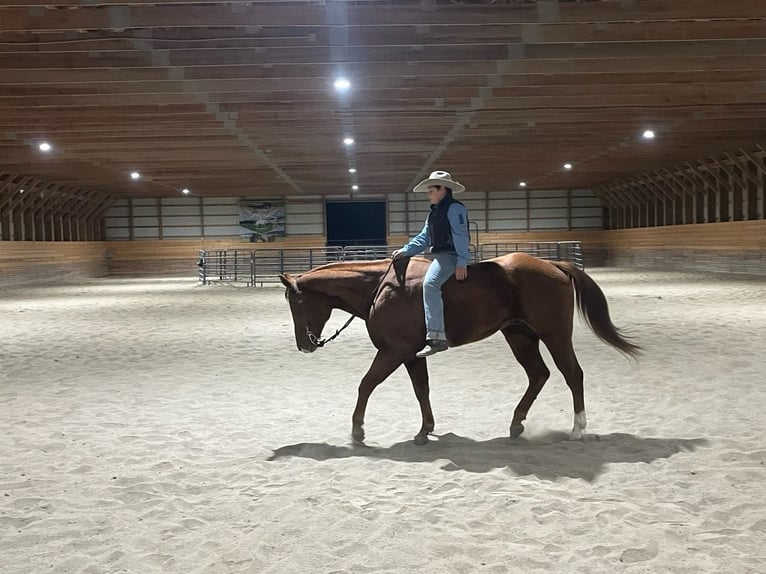 American Quarter Horse Ruin 14 Jaar Roodvos in Shippensburg