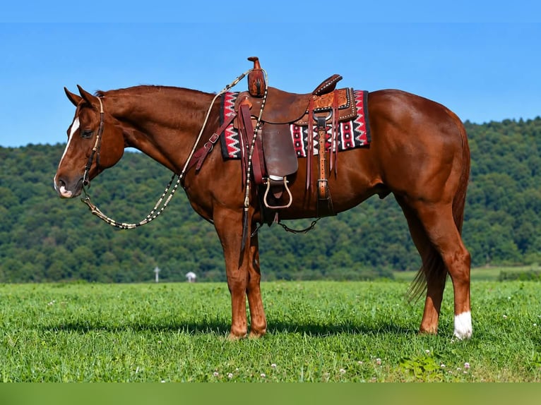 American Quarter Horse Ruin 14 Jaar Roodvos in Rebersburg