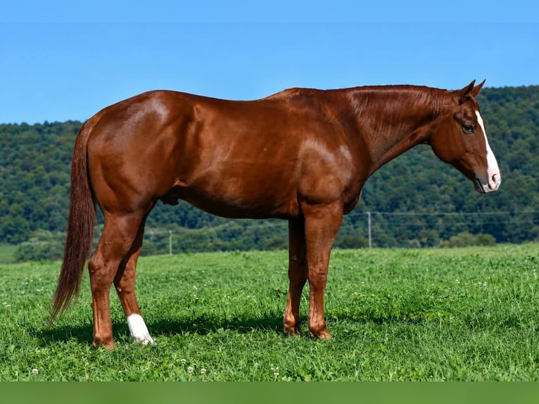 American Quarter Horse Ruin 14 Jaar Roodvos in Rebersburg