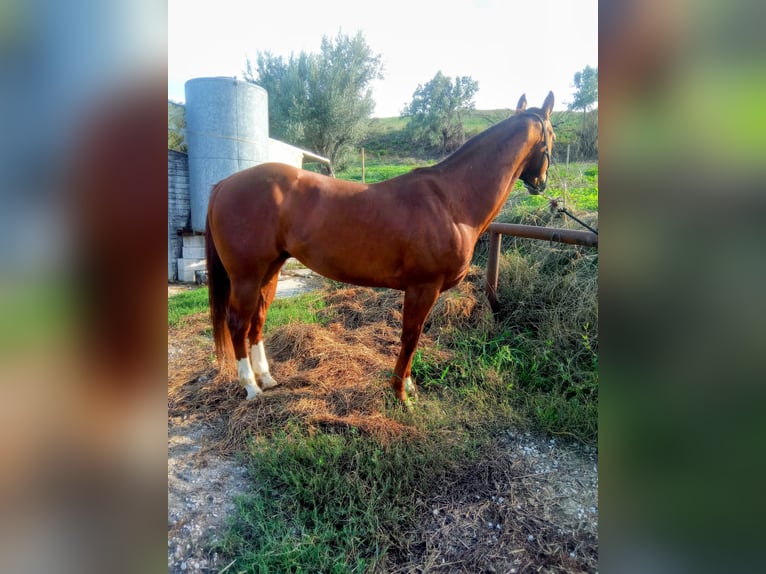 American Quarter Horse Ruin 14 Jaar Vos in Villanterio