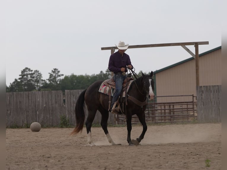 American Quarter Horse Ruin 14 Jaar Zwart in Nevis