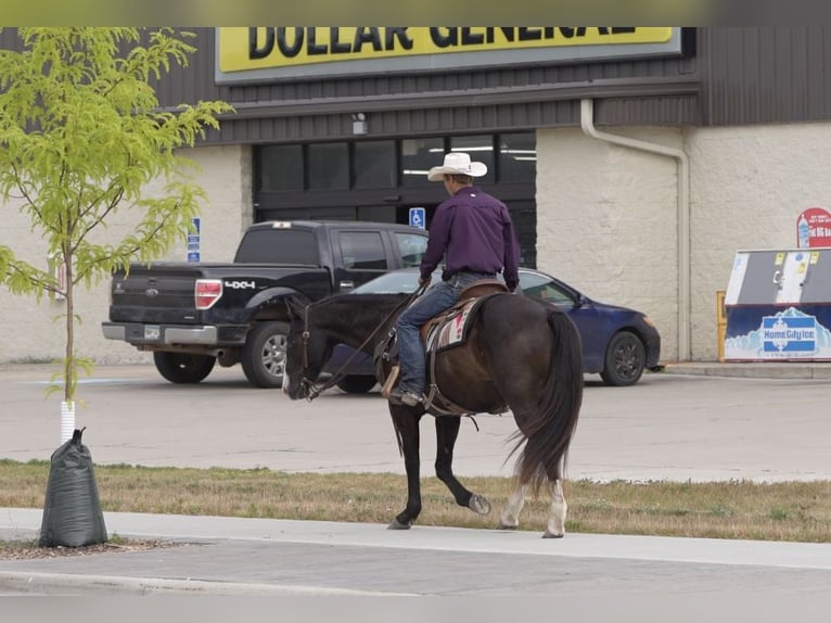 American Quarter Horse Ruin 14 Jaar Zwart in Nevis