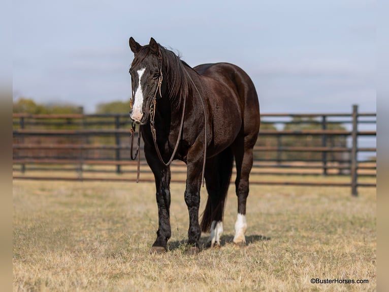 American Quarter Horse Ruin 14 Jaar Zwart in Weatherford TX
