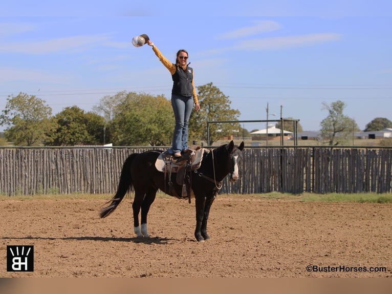 American Quarter Horse Ruin 14 Jaar Zwart in Weatherford TX