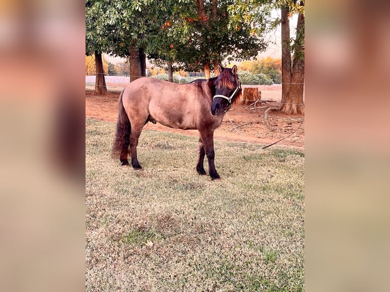 American Quarter Horse Ruin 15 Jaar 119 cm Grullo in Mt Hope Al