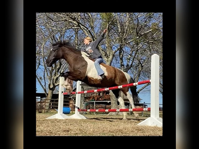 American Quarter Horse Ruin 15 Jaar 137 cm Zwart in Grand Saline TX