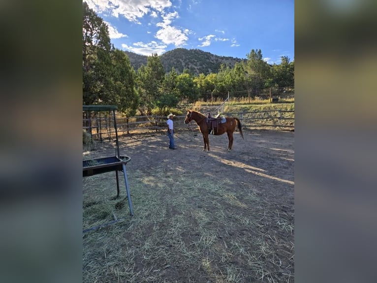 American Quarter Horse Mix Ruin 15 Jaar 142 cm Roodvos in Herriman