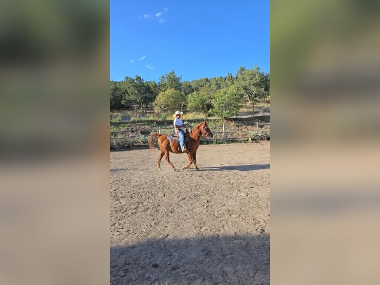 American Quarter Horse Mix Ruin 15 Jaar 142 cm Roodvos in Herriman