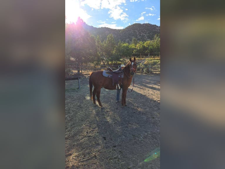 American Quarter Horse Mix Ruin 15 Jaar 142 cm Roodvos in Herriman