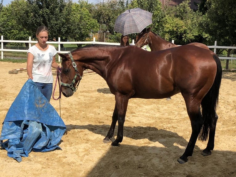 American Quarter Horse Ruin 15 Jaar 145 cm Bruin in Kressbronn am Bodensee