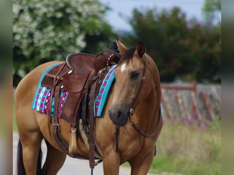 American Quarter Horse Ruin 15 Jaar 145 cm Buckskin in Stephenville TX