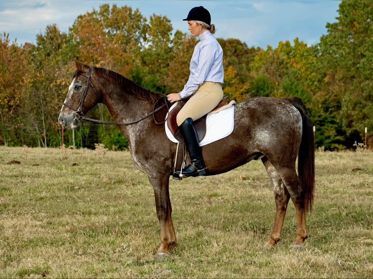 American Quarter Horse Ruin 15 Jaar 145 cm Roan-Red in Quitman AR