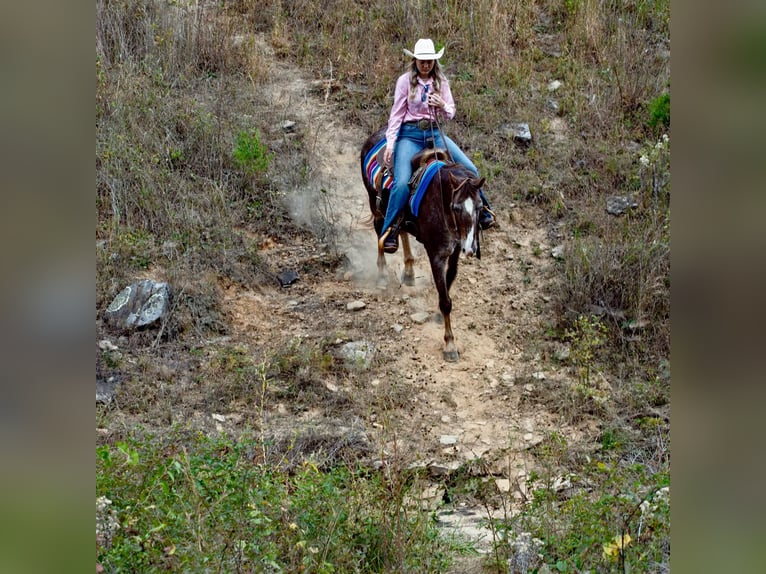 American Quarter Horse Ruin 15 Jaar 145 cm Roan-Red in Quitman AR