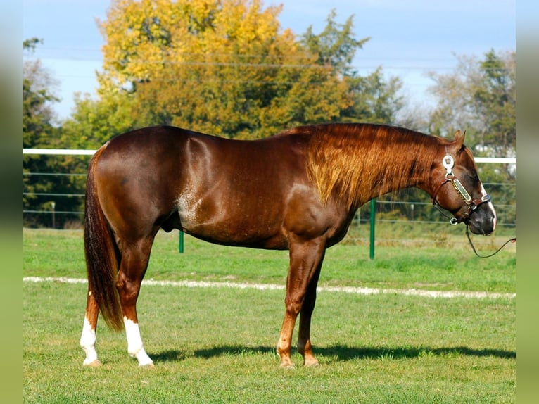 American Quarter Horse Ruin 15 Jaar 146 cm Bruin in Sulzbach-Rosenberg