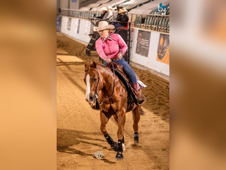 American Quarter Horse Ruin 15 Jaar 146 cm Bruin in Sulzbach-Rosenberg