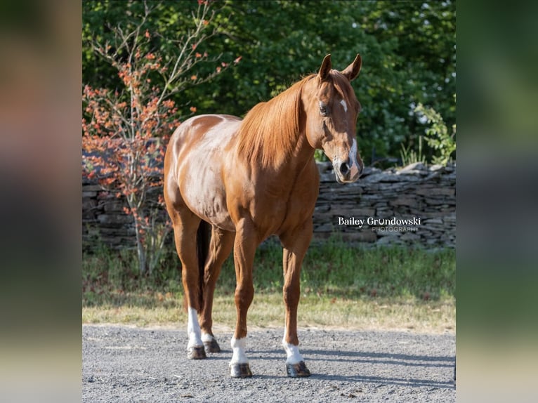 American Quarter Horse Ruin 15 Jaar 147 cm Donkere-vos in Everett PA