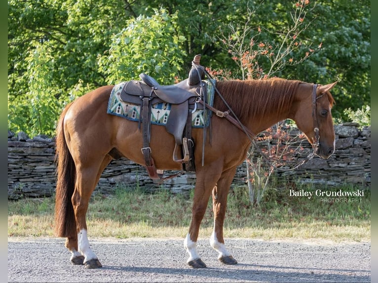 American Quarter Horse Ruin 15 Jaar 147 cm Donkere-vos in Everett PA