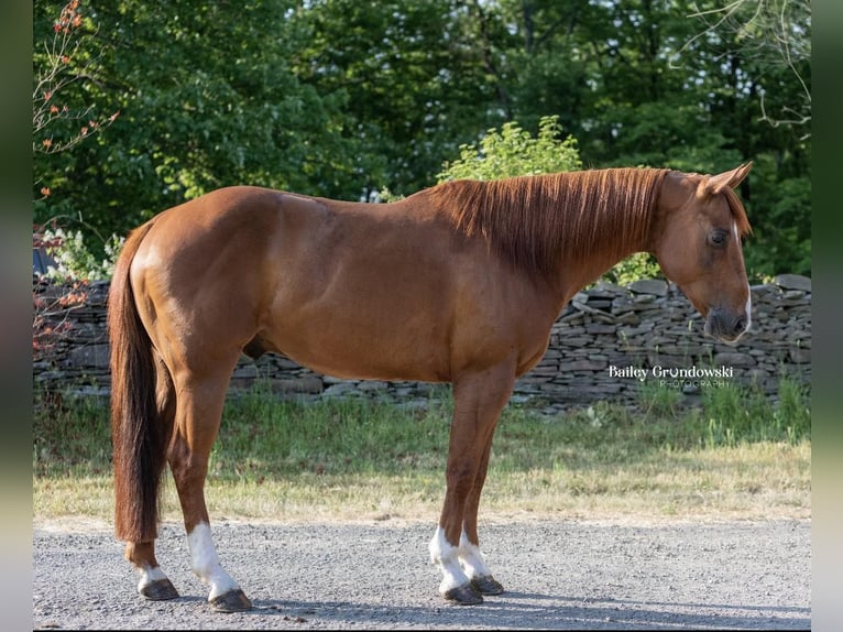 American Quarter Horse Ruin 15 Jaar 147 cm Donkere-vos in Everett PA