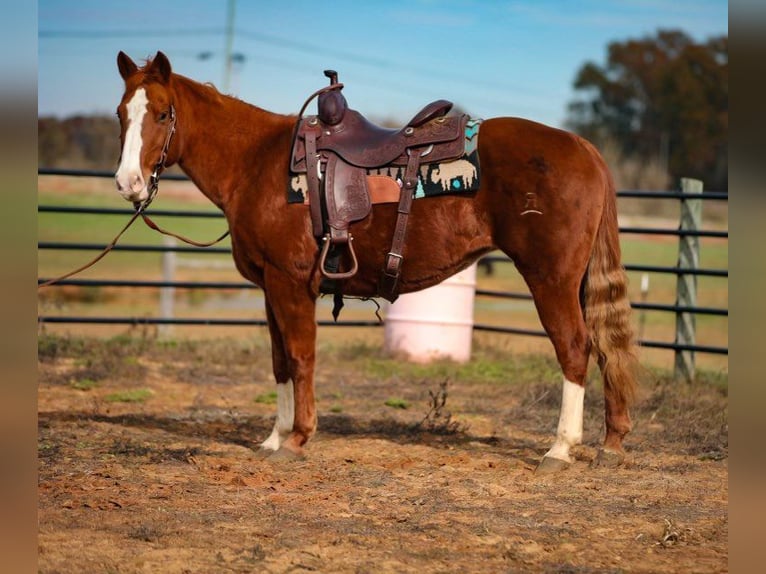 American Quarter Horse Ruin 15 Jaar 147 cm Donkere-vos in Mt HOpe AL