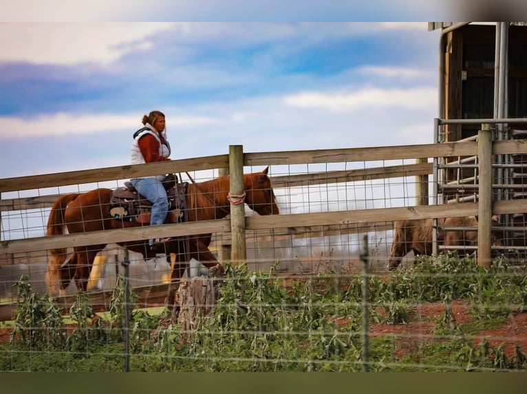 American Quarter Horse Ruin 15 Jaar 147 cm Donkere-vos in Mt HOpe AL