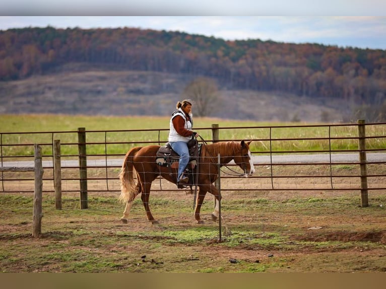 American Quarter Horse Ruin 15 Jaar 147 cm Donkere-vos in Mt HOpe AL