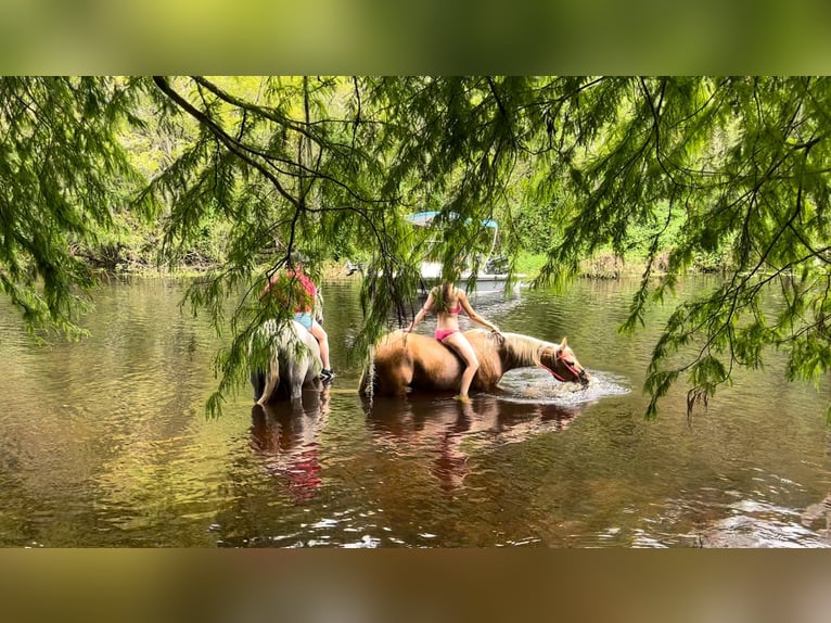 American Quarter Horse Ruin 15 Jaar 147 cm Palomino in Brooksville FL