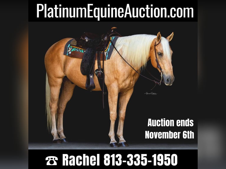 American Quarter Horse Ruin 15 Jaar 147 cm Palomino in Brooksville FL