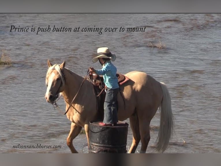 American Quarter Horse Ruin 15 Jaar 147 cm Palomino in Rushville, NE