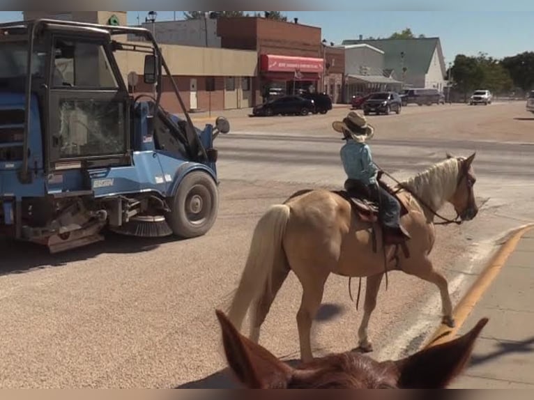 American Quarter Horse Ruin 15 Jaar 147 cm Palomino in Rushville, NE