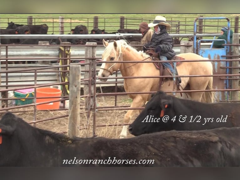 American Quarter Horse Ruin 15 Jaar 147 cm Palomino in Rushville, NE