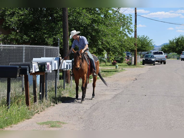 American Quarter Horse Ruin 15 Jaar 147 cm Roodbruin in Camp Verde AZ