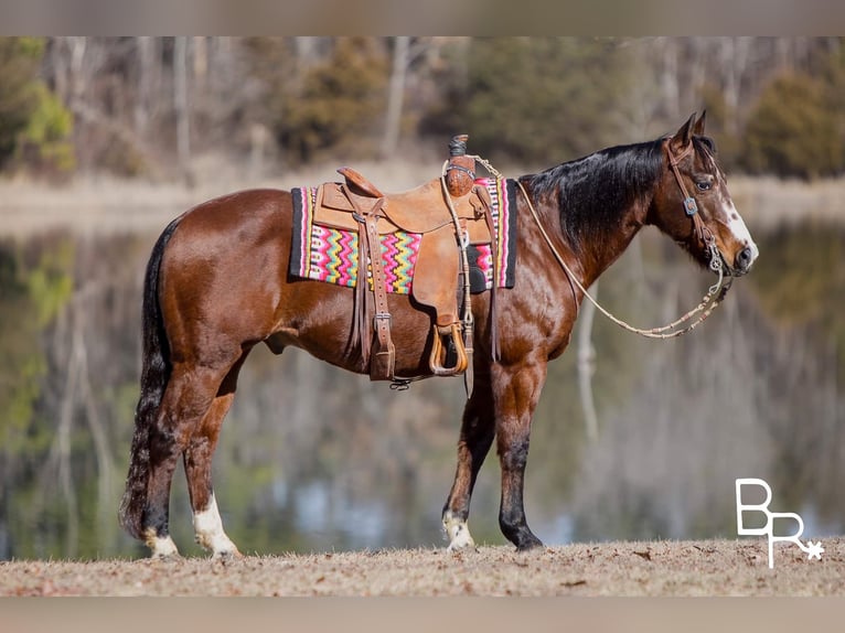 American Quarter Horse Ruin 15 Jaar 147 cm Roodbruin in Mountain Grove MO