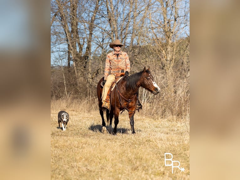 American Quarter Horse Ruin 15 Jaar 147 cm Roodbruin in Mountain Grove MO