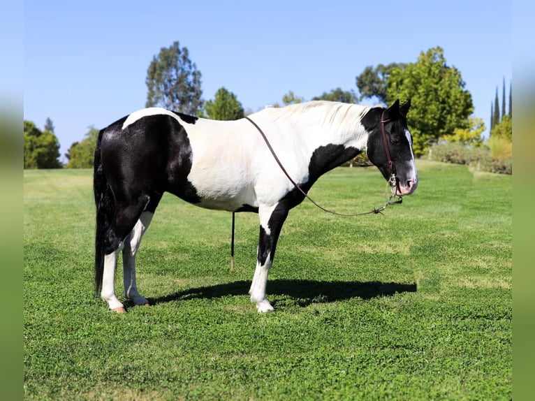 American Quarter Horse Ruin 15 Jaar 147 cm Tobiano-alle-kleuren in Pleasant Grove CA