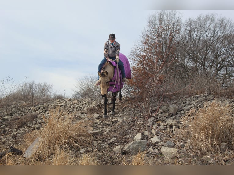 American Quarter Horse Ruin 15 Jaar 150 cm Buckskin in Oskaloosa, IA