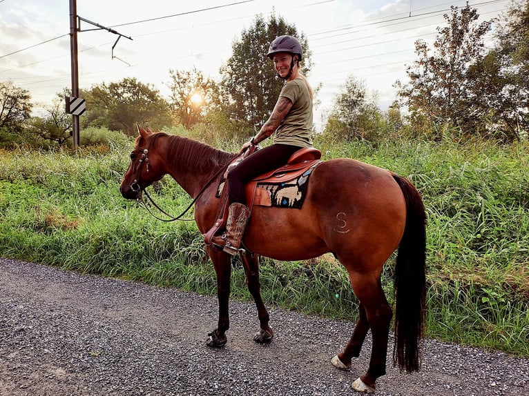 American Quarter Horse Ruin 15 Jaar 150 cm Donkerbruin in Sennwald