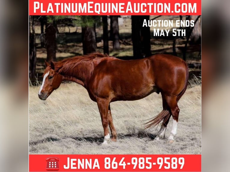 American Quarter Horse Ruin 15 Jaar 150 cm Donkere-vos in Cottonwood AZ