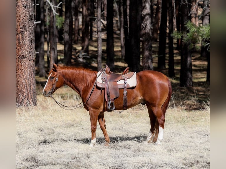 American Quarter Horse Ruin 15 Jaar 150 cm Donkere-vos in Cottonwood AZ