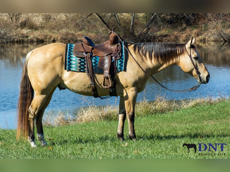American Quarter Horse Ruin 15 Jaar 150 cm Falbe in Henderson