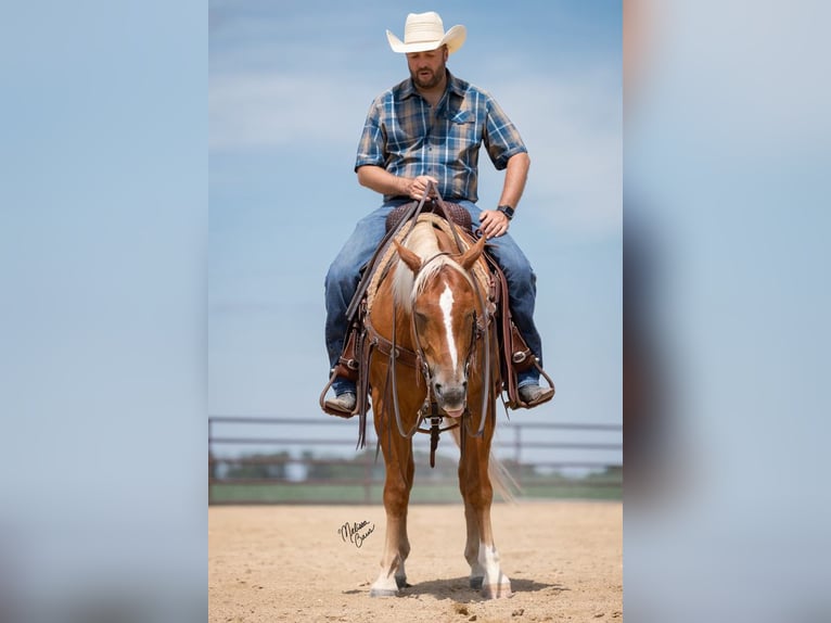 American Quarter Horse Ruin 15 Jaar 150 cm Palomino in cannon falls MN