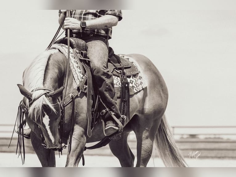 American Quarter Horse Ruin 15 Jaar 150 cm Palomino in cannon falls MN