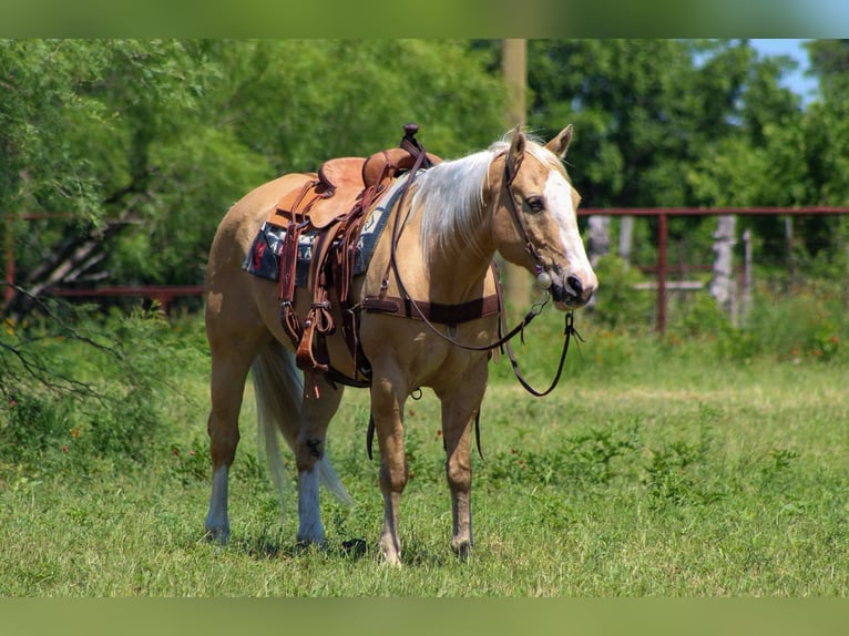 American Quarter Horse Ruin 15 Jaar 150 cm Palomino in Stephenville TX